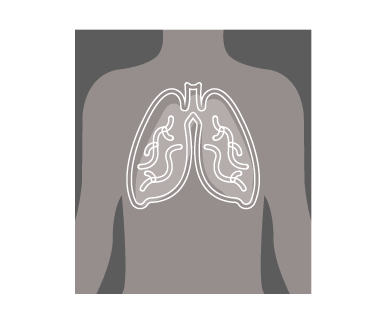 A diagram of lungs in a torso