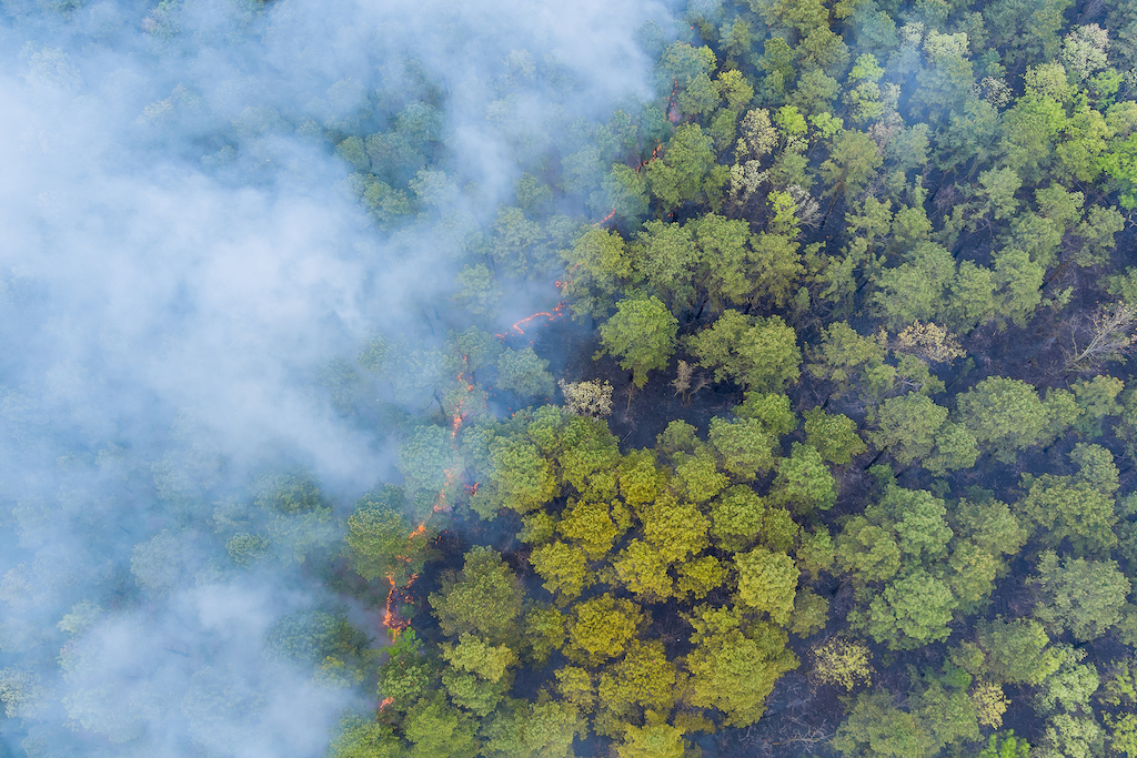 Smoke filling forest area due to wildfire.