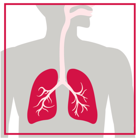 Graphic icon of the anatomy of the lungs.