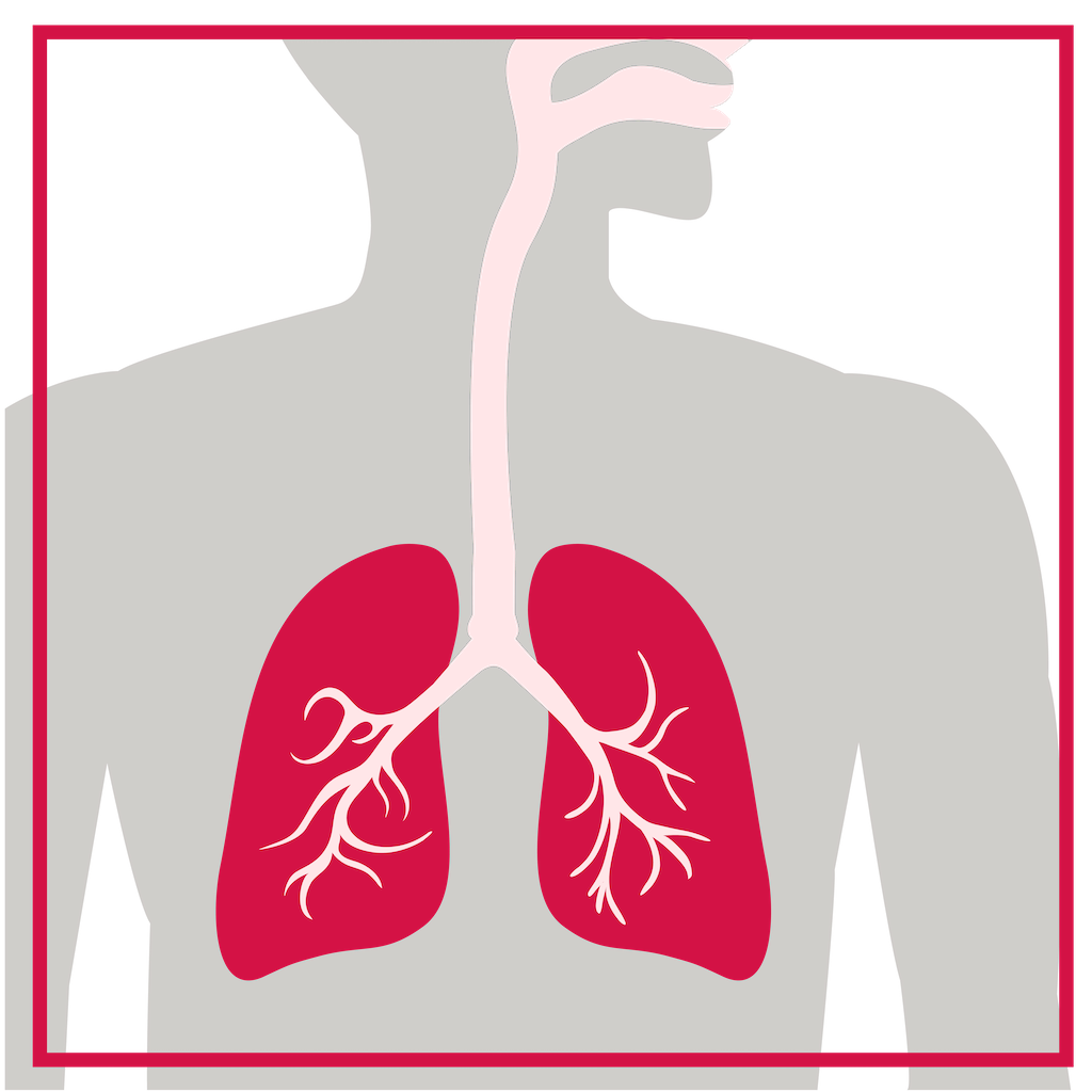 Graphic icon of the anatomy of the lungs.