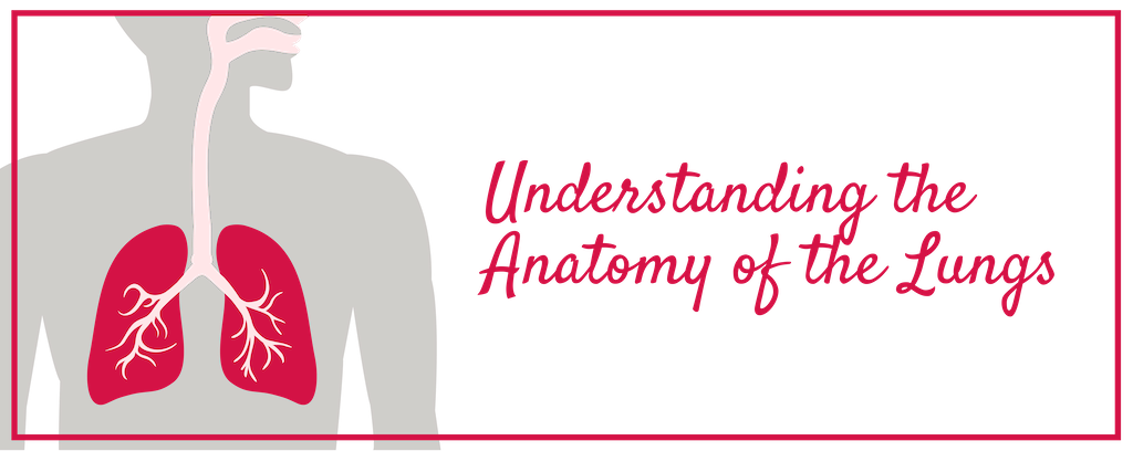 Diagram of the anatomy of the lungs.