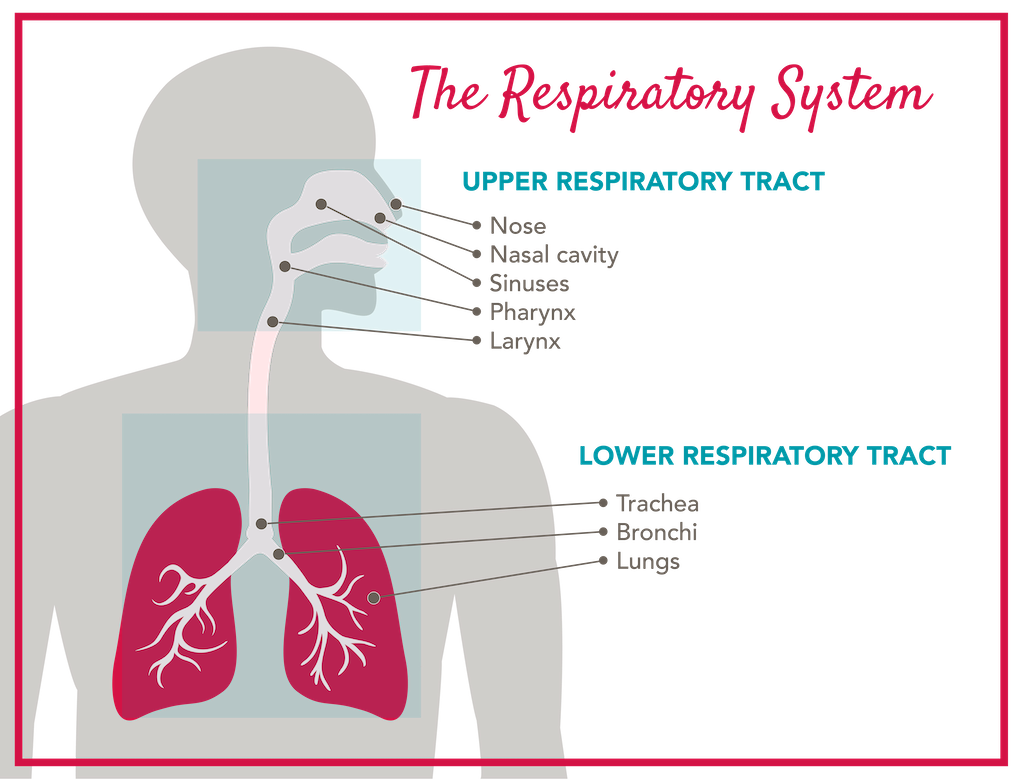 Diagram of the upper and lower respiratory tract.